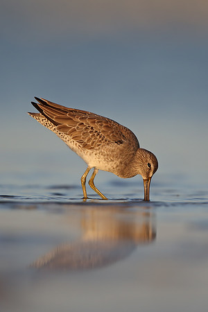 Short-billed Dowitcher