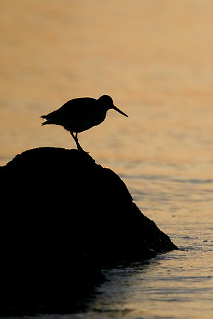 Willet