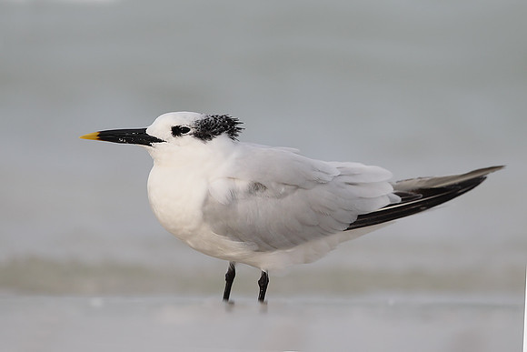 Sandwich Tern