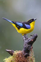 Blue-winged Mountain Tanager