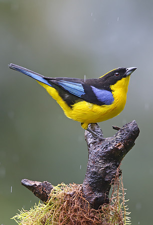 Blue-winged Mountain Tanager