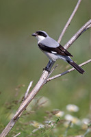 Lesser Grey Shrike