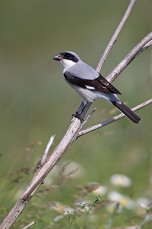 Lesser Grey Shrike