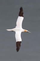 Gannet