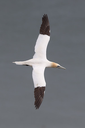 Gannet