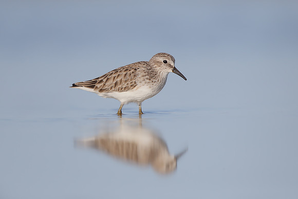 Least Sandpiper