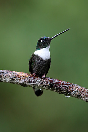 Collared Inca