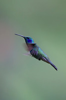 Lesser Violetear