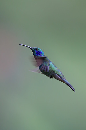 Lesser Violetear