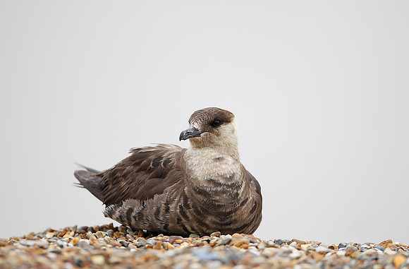 Arctic Skua
