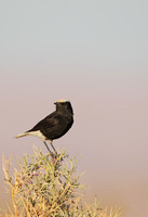 White-crowned Black Wheatear