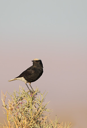 White-crowned Black Wheatear