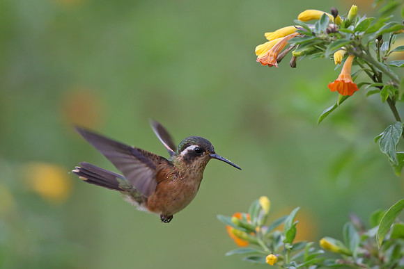 Speckled Hummingbird