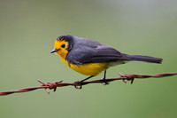 Golden-fronted Redstart
