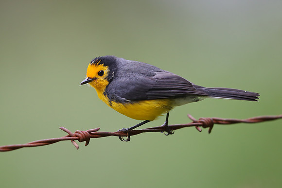 Golden-fronted Redstart