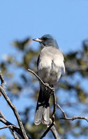 Mexican Jay