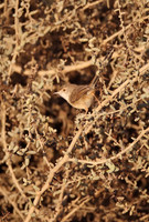 Graceful Prinia