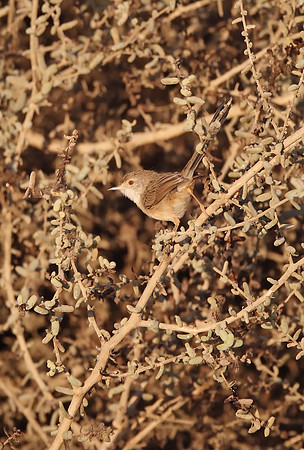 Graceful Prinia