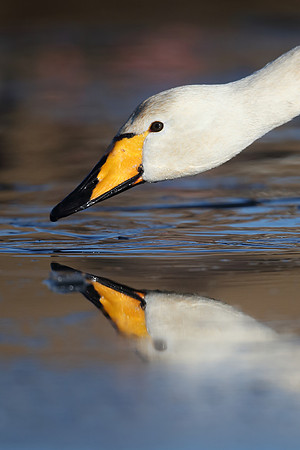 Whooper Swan