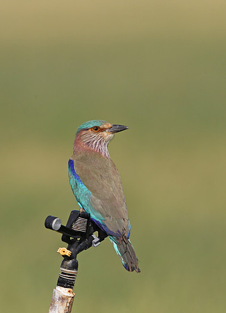 Indian Roller