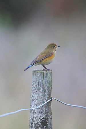 Red-flanked Bluetail