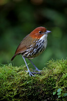 Chestnut-crowned Antpitta