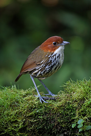 Chestnut-crowned Antpitta