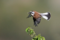 Red-backed Shrike