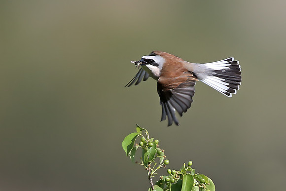Red-backed Shrike