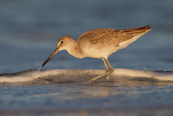 Willet