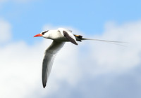 Red-billed Tropicbird