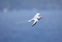 Red-billed Tropicbird