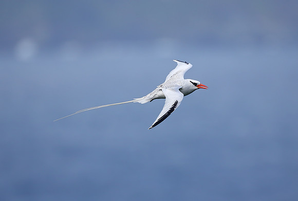 Red-billed Tropicbird