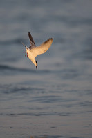 White-cheeked Tern