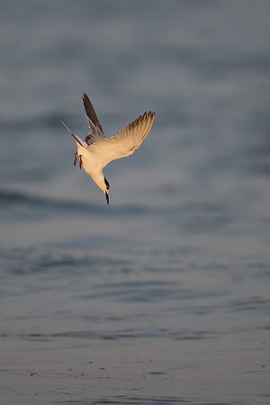 White-cheeked Tern
