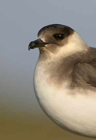 Arctic Skua