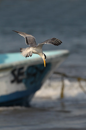 Greater Crested Tern