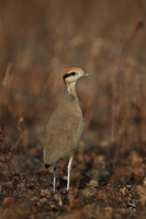 Plovers