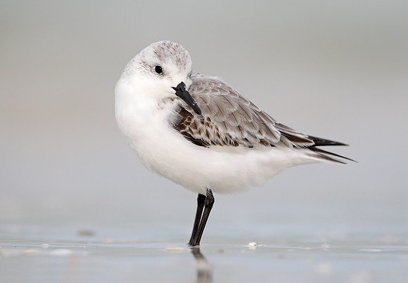 Sanderling