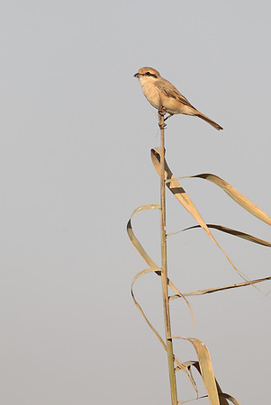 Isabelline Shrike