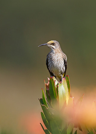 Cape Sugarbird