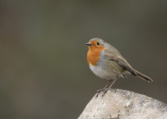 Robin