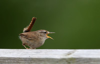 Wren