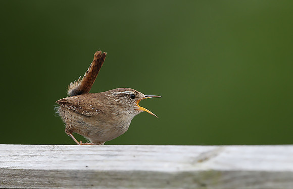 Wren