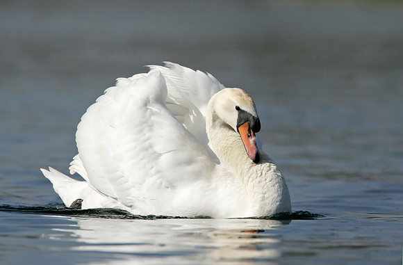 Mute Swan