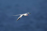 Red-billed Tropicbird