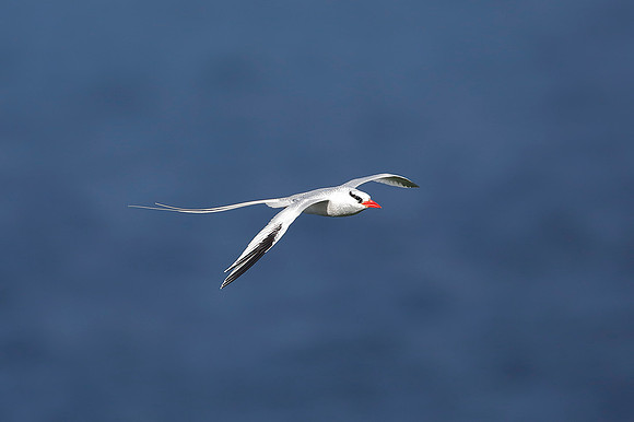 Red-billed Tropicbird