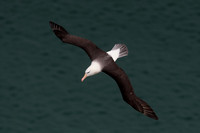 Black-browed albatross