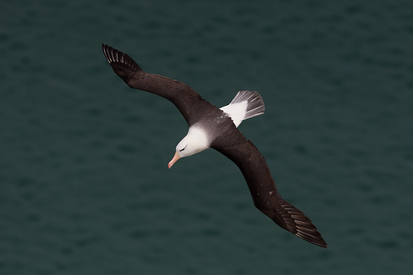 Black-browed albatross