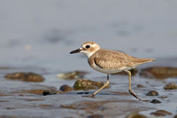 Greater Sandplover